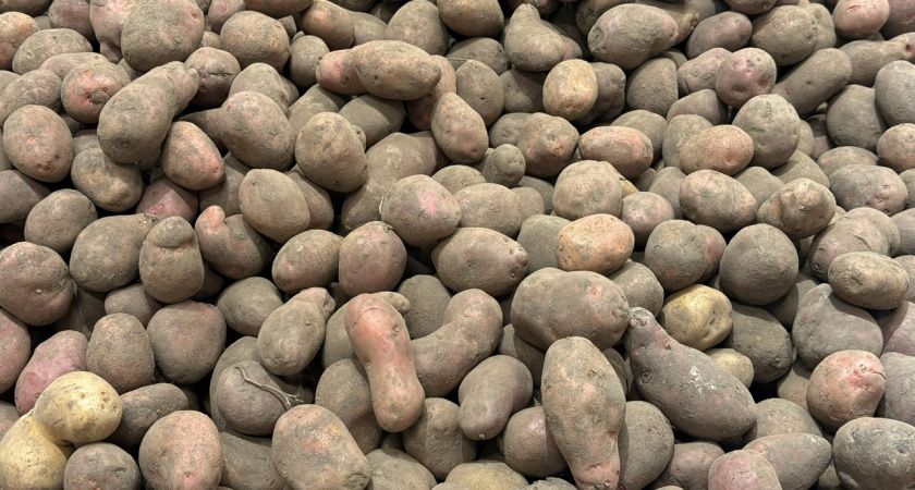 Как получить небывалый урожай картофеля: секрет весенней подкормки Как получить небывалый урожай картофеля: секрет весенней подкормки