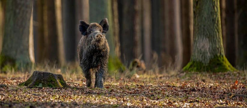 Радиационный след Чернобыля и ядерных испытаний: тайна радиоактивных кабанов Радиационный след Чернобыля и ядерных испытаний: тайна радиоактивных кабанов