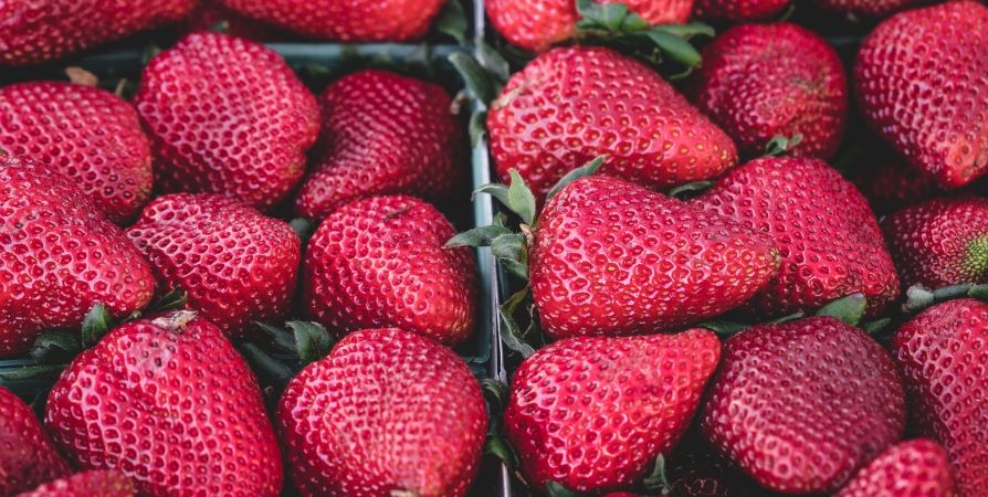 Секреты богатого урожая клубники: как добиться крупных и сочных ягод Секреты богатого урожая клубники: как добиться крупных и сочных ягод