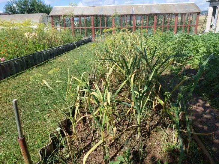 Огородные лайфхаки: как превратить бытовые отходы в удобрения Огородные лайфхаки: как превратить бытовые отходы в удобрения