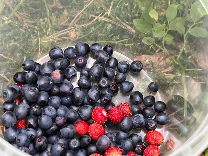 Замороженные ягоды в пирогах: развеять мифы и открыть новые вкусы Замороженные ягоды в пирогах: развеять мифы и открыть новые вкусы