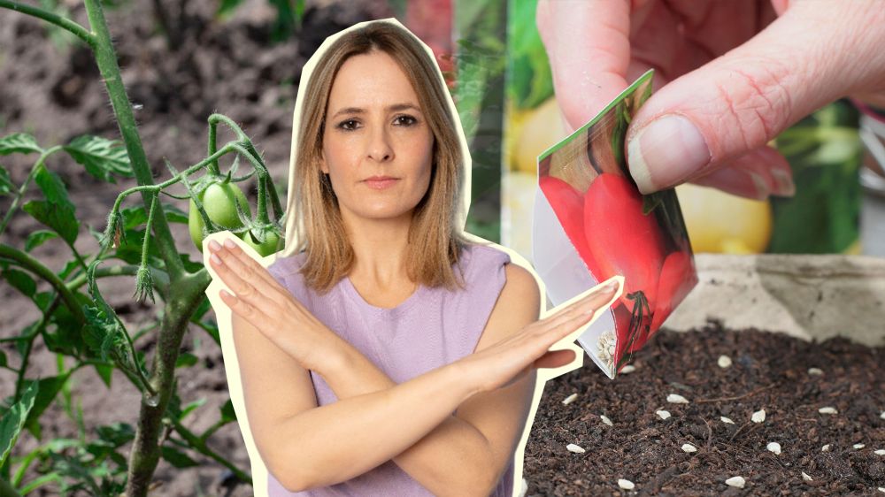 Какие сорта томатов вас разочаруют: 4 неудачных варианта Какие сорта томатов вас разочаруют: 4 неудачных варианта