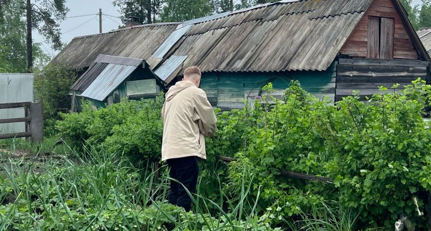 Секрет богатого урожая малины: как контролировать рост кустов и улучшить качество ягод Секрет богатого урожая малины: как контролировать рост кустов и улучшить качество ягод