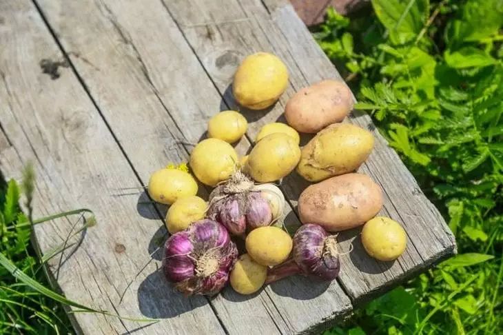 Натуральные подкормки: секреты богатого урожая Натуральные подкормки: секреты богатого урожая