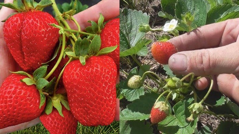 Весенняя подкормка клубники: как получить богатый урожай Весенняя подкормка клубники: как получить богатый урожай