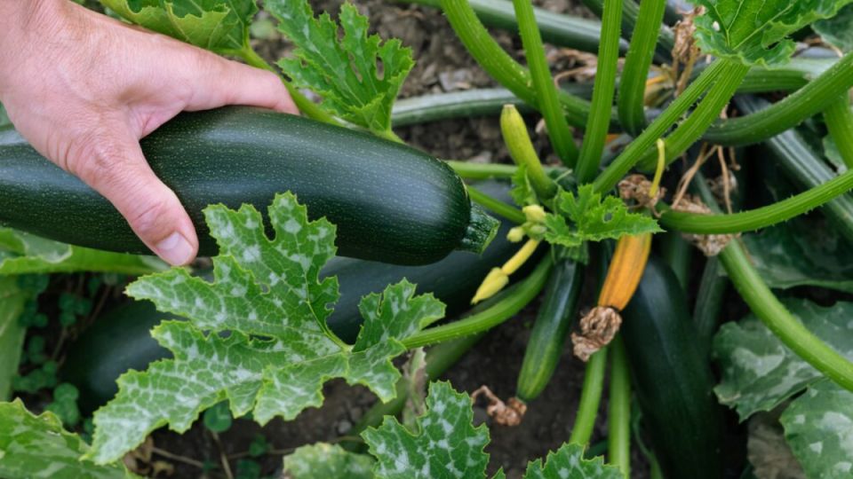 Секреты выращивания кабачков без теплицы: урожай, который удивит! Секреты выращивания кабачков без теплицы: урожай, который удивит!