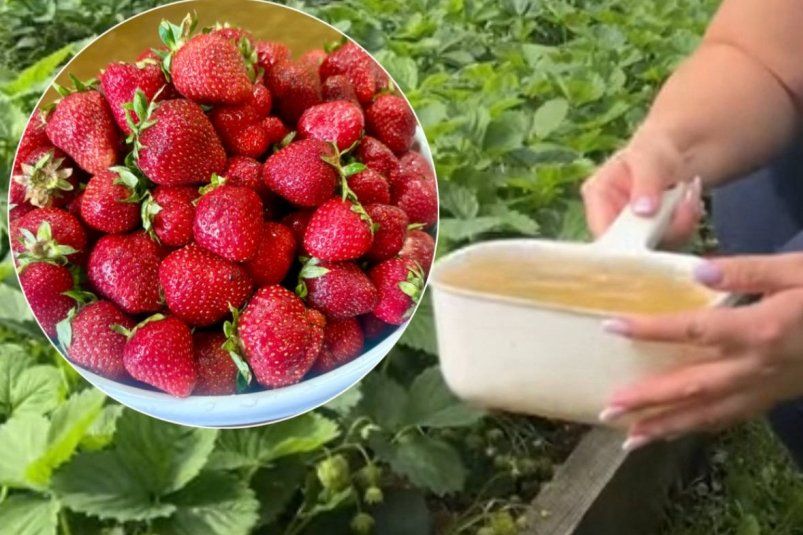 Сладкая и ароматная клубника: как сделать ягоды сочными и наливными Сладкая и ароматная клубника: как сделать ягоды сочными и наливными