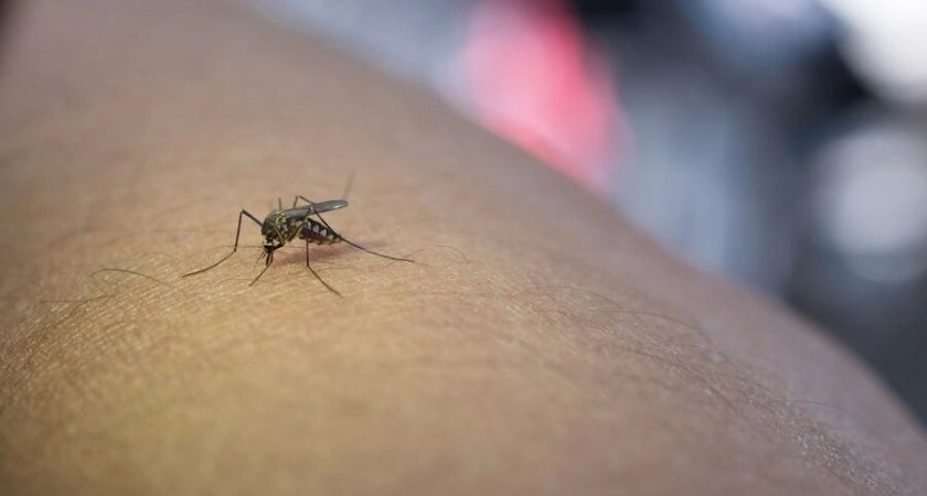 Защитите себя от комаров с помощью натурального репеллента: простой рецепт Защитите себя от комаров с помощью натурального репеллента: простой рецепт