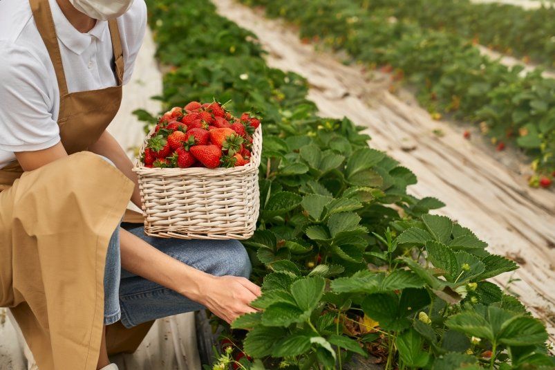 Как получить огромную клубнику: секреты успешного урожая Как получить огромную клубнику: секреты успешного урожая