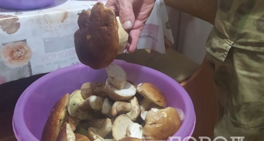 Нужно ли снимать кожицу со шляпок маслят: разбираемся в грибных мифах Нужно ли снимать кожицу со шляпок маслят: разбираемся в грибных мифах