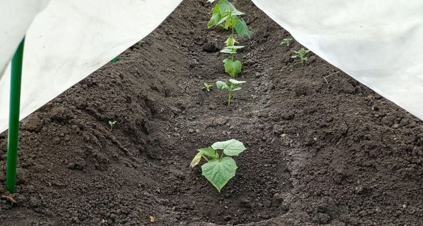Как подкормить огурцы во время цветения и получить богатый урожай Как подкормить огурцы во время цветения и получить богатый урожай