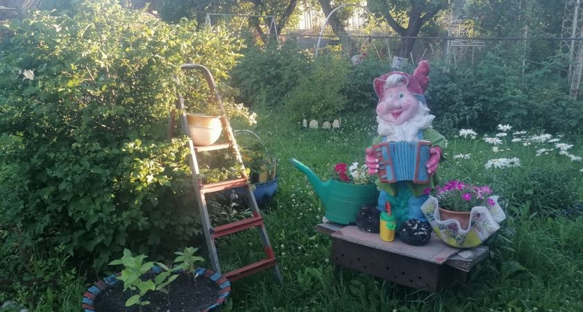 5 садовых мифов, которые могут испортить ваш урожай