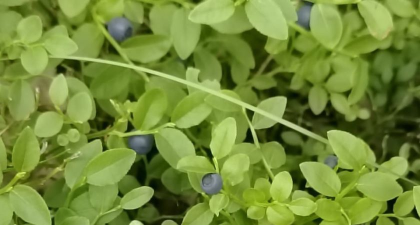 Осторожно, ядовитые ягоды: 6 видов, которые нельзя собирать