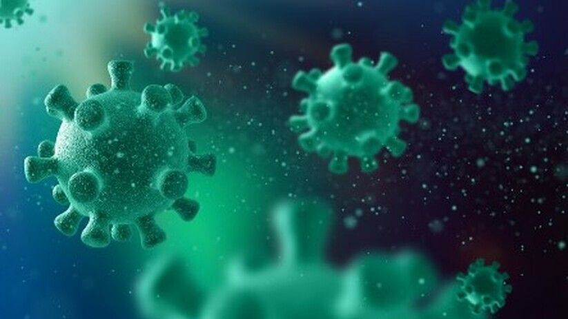    :  Toxoplasma gondii   