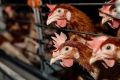 Кур-несушек выбрасывают на улицы: как падение цен на яйца ударило по птицеводству