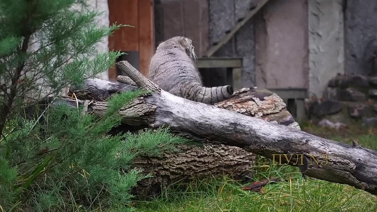 Манул Тимофей официально завершил зажировку: