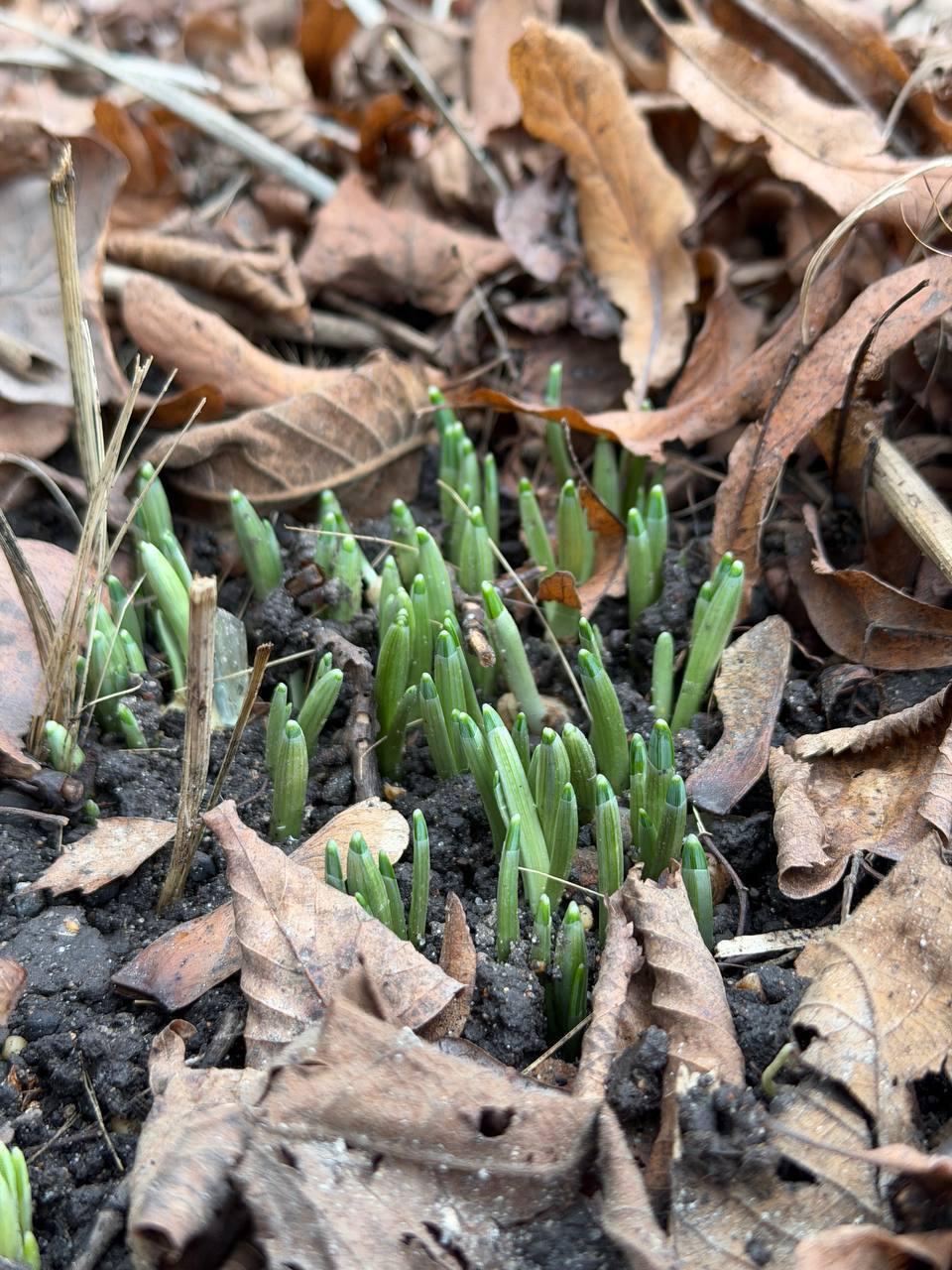Аномально теплая погода дала о себе знать: В Москве выросли подснежники Аномально теплая погода дала о себе знать: В Москве выросли подснежники
